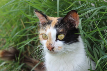 Cat relaxing in tall grass during a sunny day in a backyard garden