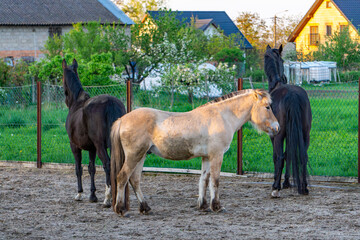 Three horses standing in a paddock – two black and one light brown – against a rural landscape...