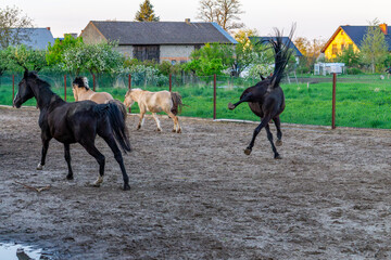 group of horses galloping through a paddock against a rural landscape. In the foreground, two black...