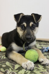 Cute puppy playing with a green ball on a soft carpet surrounded by colorful toys indoors