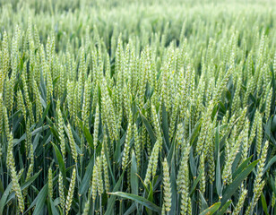 Close-up of green spikelets, winter wheat during earing
