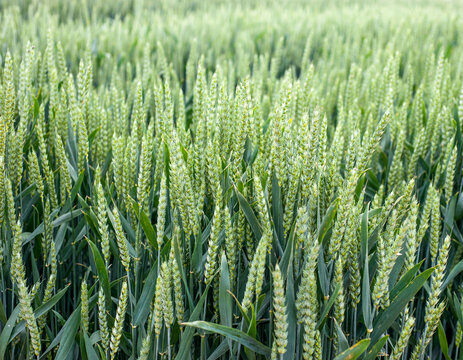 Close-up of green spikelets, winter wheat during earing