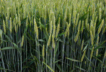 Close-up of green ears of winter wheat in a field