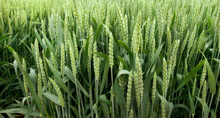 Close-up of bright green ears of winter wheat in a field