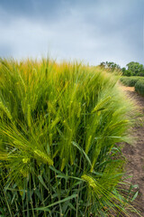 a dense field of winter barley during active growth, with bright green spikelets