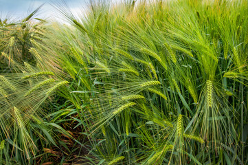 Close-up of a bright green ear of winter barley