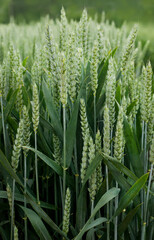 bright green spikelets of winter wheat during earing season, Close-up