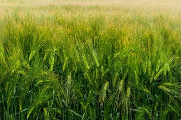 a dense field of winter barley with bright green spikelets during earing.