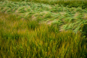 Waves of a dense field of winter barley with bright green spikelets