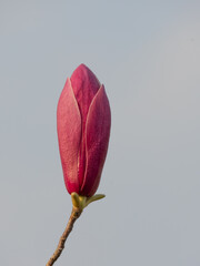 pink magnolia flower