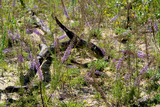 Beautiful spikes of the purple flowers of Godfrey's blazing star, Liatris provincialis, an endangered plant endemic to Florida scrubs and mesic hardwoods. Horizontal photo.