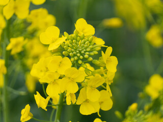 Golden yellow rapeseed flowers
