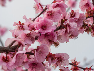 pink cherry blossom