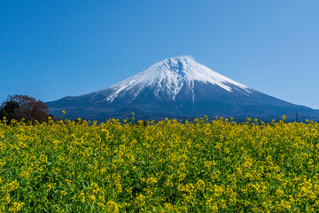 富士宮市から菜の花と富士山