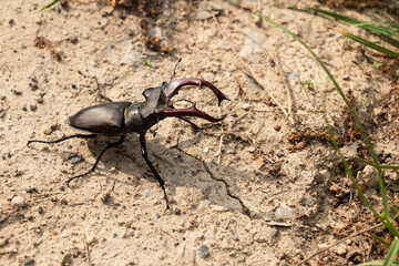 Stag beetle on the ground in the forest.