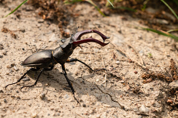Stag beetle in woodland dirt