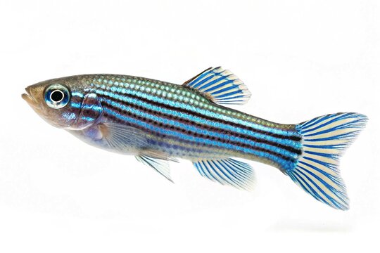 Zebrafish Zebra Barb Danio rerio freshwater aquarium fish isolated on white background