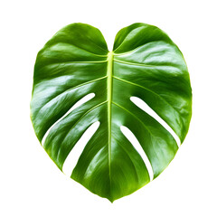 Close up green leaf pattern nature image