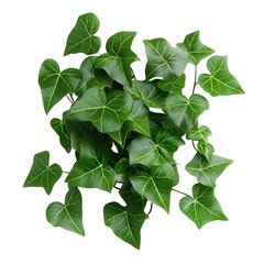 Close up lush green foliage pattern