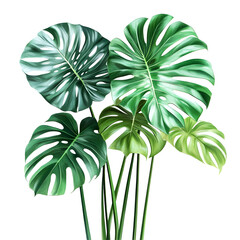 Close up lush tropical houseplant photography