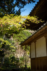 鎌倉2504　浄智寺8　新緑