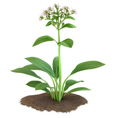 Close up of green plant with tall stem and leaves