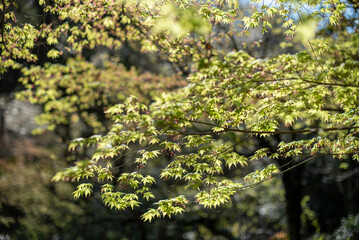 鎌倉2504　浄智寺7　新緑