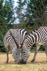 Grant's zebra