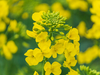 Golden yellow rapeseed flowers