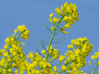 yellow rape field