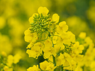 Golden yellow rapeseed flowers