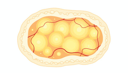Cross-section of adipose tissue illustrated with pale yellow cells, health