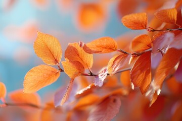 Autumn leaves, soft focus