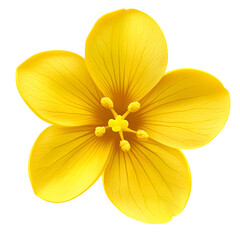 Closeup bright yellow flower macro photography