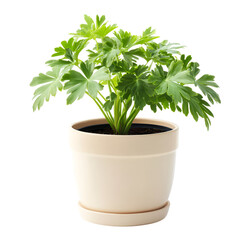 Closeup celery plant in pot healthy indoor plant