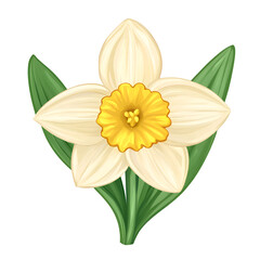 Fototapeta premium Closeup daffodil illustration springtime floral graphic