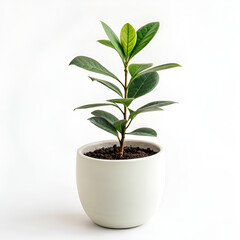 green plant in a pot