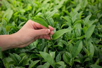 Young female farmer picks green tea leaves, in a lush green tea plantation for processing, Green tea leaf picking process in Asia, Chiang Rai, Thailand.