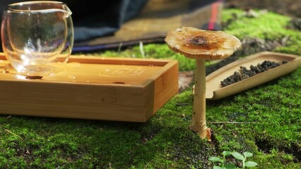 Fototapeta premium The video showcases serene nature with mushrooms and a tea cup. Media