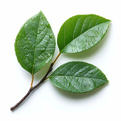 Obraz premium Closeup green leaves nature image