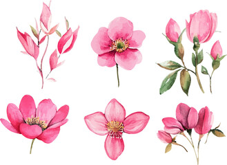 set of pink flowers