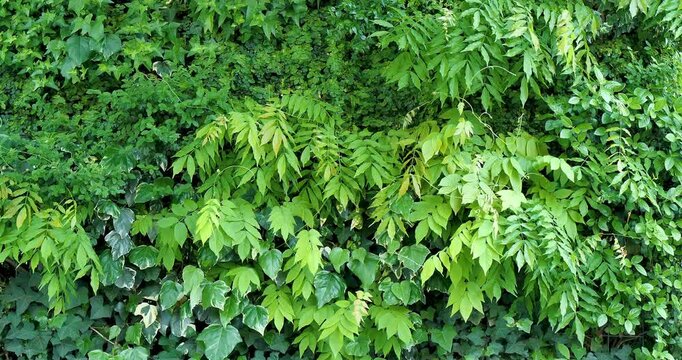 green leaves background