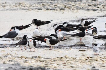 Fototapeta premium black skimmer shore birds laughing gulls on beach