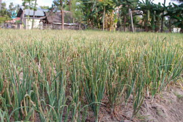 The shallots are ready for harvest, requiring one to two more weeks before they are fully ripe for picking. The bulbs are large and grown using organic fertilizer