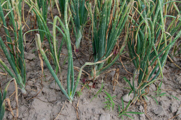 Fototapeta premium The shallots are ready for harvest, requiring one to two more weeks before they are fully ripe for picking. The bulbs are large and grown using organic fertilizer