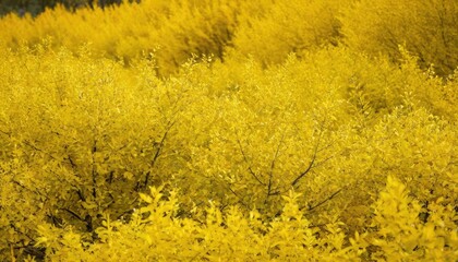 Obraz premium Close up of yellow flowering oilseed rape 1