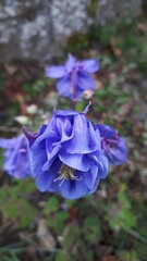 Aquilegia vulgaris
