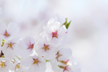 White cherry blossoms, swaying in the wind, close-up