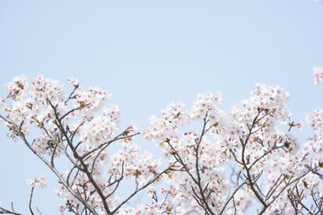 White cherry blossoms, swaying in the wind, close-up