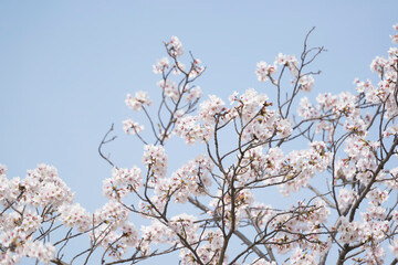 White cherry blossoms, swaying in the wind, close-up